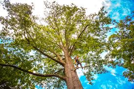 How Our Tree Care Process Works  in  Maryville, TN